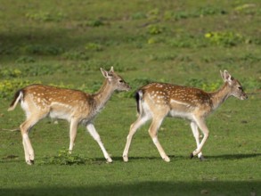 Fallow deer with pack, North Rhine-Westphalia, Germany