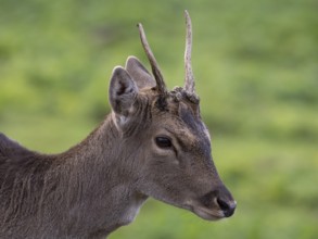 Portrait of a fallow deer, North Rhine-Westphalia, Germany