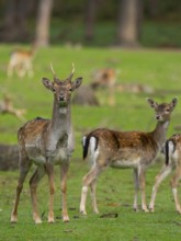 Fallow deer with pack, North Rhine-Westphalia, Germany