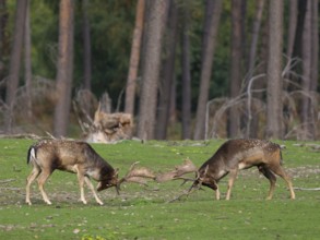 Fallow deer fighting, North Rhine-Westphalia, Germany