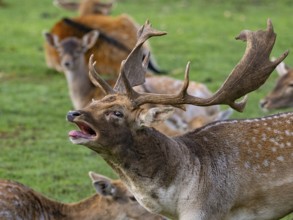 A fallow deer in a rut, North Rhine-Westphalia, Germany