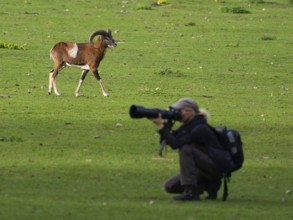 An animal photographer and a mouflon, North Rhine-Westphalia, Germany
