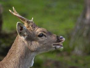A fallow deer spieser am Flehmen, North Rhine-Westphalia, Germany