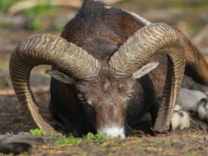 A sleeping mouflon, North Rhine-Westphalia, Germany