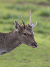 Portrait of a fallow deer, North Rhine-Westphalia, Germany