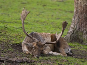 A fallow deer at rest, North Rhine-Westphalia, Germany