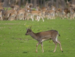 Young fallow deer off the deer rudel, North Rhine-Westphalia, Germany