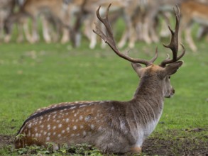 Fallow deer near the pack, North Rhine-Westphalia, Germany