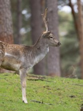 Fallow deer with a shovel, North Rhine-Westphalia, Germany