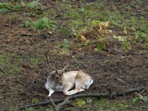 A white fallow deer in the forest at rest, North Rhine-Westphalia, Germany