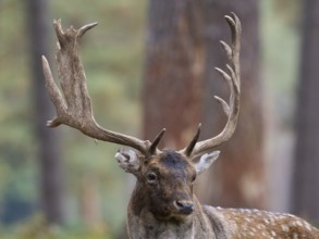 Fallow deer with a shovel, North Rhine-Westphalia, Germany
