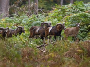 Mouflons stalking a goat, North Rhine-Westphalia, Germany