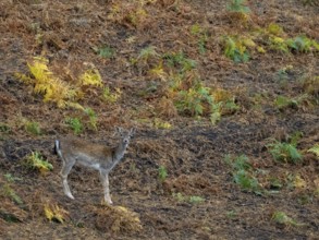 A fallow deer in the forest, North Rhine-Westphalia, Germany