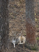 A fallow deer in the forest at rest, North Rhine-Westphalia, Germany