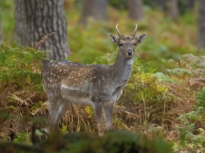 A fallow deer spieser in the forest, North Rhine-Westphalia, Germany
