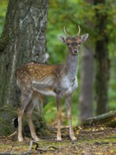 A fallow deer spieser in the forest, North Rhine-Westphalia, Germany