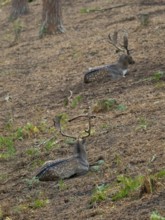 Two fallow deer rest in the forest, North Rhine-Westphalia, Germany