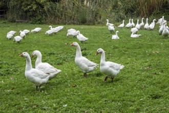 White domestic geese (Anser anser formes domestica), Münsterland, North Rhine-Westphalia, Germany