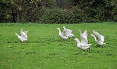 White domestic geese (Anser anser formes domestica) in a meadow, Münsterland, North