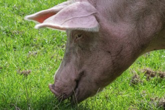 A pig in profile eats grass in a green field, Münsterland, North Rhine-Westphalia, Germany