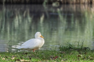 White duck (Anatidae), Hausente, Münsterland, North Rhine-Westphalia, Germany