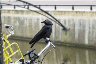 Jackdaw (Corvus monedula) sitting on a bicycle handlebar, Friesland province, the Netherlands