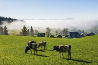 Fog and sun in autumn, St Peter, Black Forest, Southern Black Forest, Baden-Württemberg, Germany