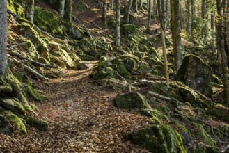 Hiking trail, Zweribach Waterfalls, protected forest, St Märgen, Black Forest, Southern Black