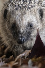 European hedgehog (Erinaceus europaeus), Emsland, Lower Saxony, Germany