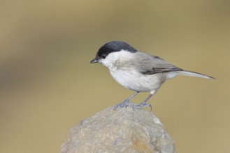 Swamp tit, (Parus palustris), sitting on a rock, autumn, wildlife, animals, tit family, songbird,