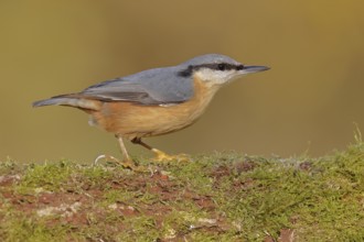 Nuthatch (Sitta europaea) sitting on a tree root covered with moss, Wilnsdorf, North
