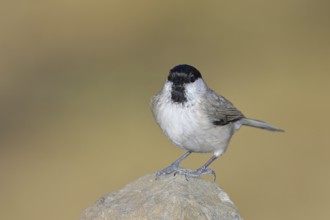 Swamp tit, (Parus palustris), sitting on a rock, looking at the camera, autumn, wildlife, animals,