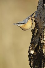 Nuthatch (Sitta europaea), running upside down on a birch tree, Wilnsdorf, North Rhine-Westphalia,