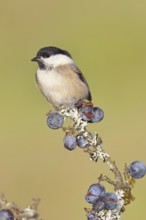 Swamp tit, (Parus palustris), sitting on a branch in a blackthorn bush, (Prunus spinosa), sloes,