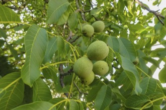 Real walnut, walnut tree (Juglans regia), deciduous tree, green nuts in summer, leaves, plants,