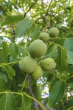 Real walnut, walnut tree (Juglans regia), deciduous tree, green nuts in summer, leaves, plants,