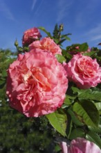 Roses (pink), pink blossom, flowers, plants, gardens, Germany