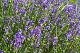 Lavender (Lavandula angustifolia), narrow-leaved lavender, ornamental plant, medicinal plant,