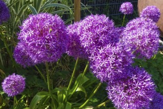 Leeks (Allium), ornamental garlic, large beautiful flowers, purple globes, flowers, plants,