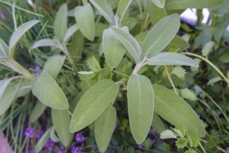 Sage (salvia), medicinal plants, herbs, useful plant, flower, gardens, Germany