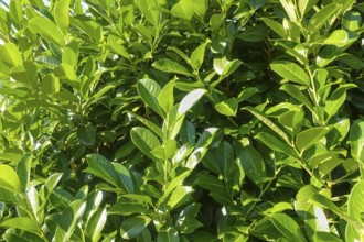 Cherry laurel, laurel cherry (Prunus laurocerasus), evergreen shrub, leaves, plants, gardens,