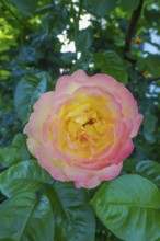 Rose (pink), yellow, pink blossom, flowers, plants, gardens, Germany