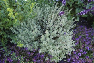 Thyme (thymus), thyme, various types of thyme, right shrub basil (Ocimum basilicum) with purple