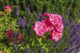Roses (pink), pink blossom, flowers, lavender (Lavandula angustifolia), narrow-leaved lavender,