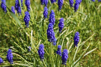 Grape hyacinths (Muscari), spring bloomers, purple blossoms, flowers, plants, gardens, Germany