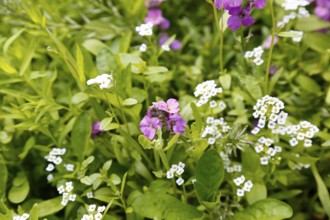 Flowers, small white and purple flowers, plants, gardens, Germany