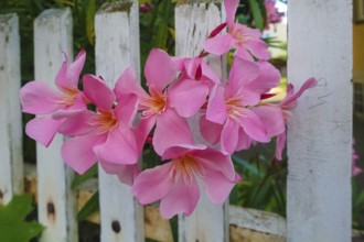 Oleander (Nerium oleander), rose laurel, large pink flowers, poisonous dog plants, gardens, white