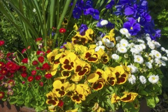 Pansies, violets (viola), yellow and purple flowers, double daisies (Bellis perennis), thousand