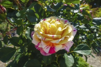 Rose (pink), red, yellow, white blossom, flowers, plants, gardens, Germany