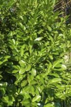 Cherry laurel, laurel cherry (Prunus laurocerasus), evergreen shrub, leaves, plants, gardens,